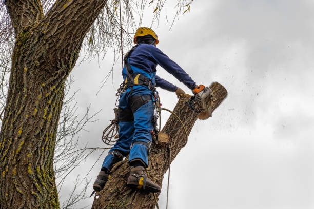 Best Palm Tree Trimming  in Strawberry Plains, TN