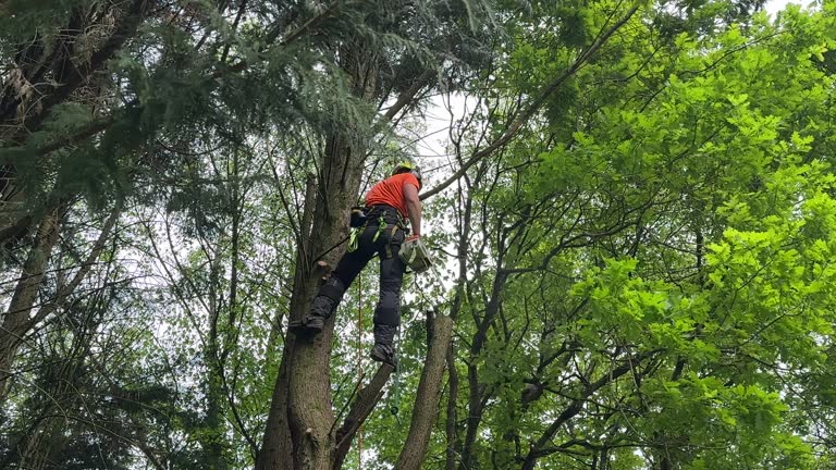 How Our Tree Care Process Works  in  Strawberry Plains, TN