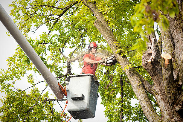 Best Arborist Consultation Services  in Strawberry Plains, TN