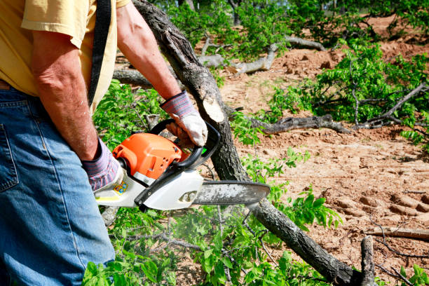 Best Tree Maintenance Programs  in Strawberry Plains, TN